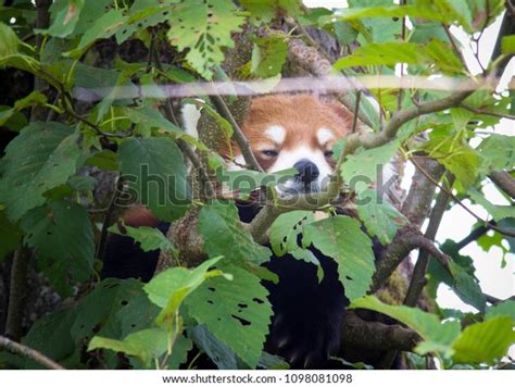 Red Panda Hiding Tree Stock Photo 1098081098 Shutterstock