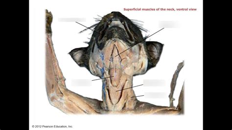 Superficial Muscles Of The Neck Ventral View Cat Muscle Diagram Quizlet