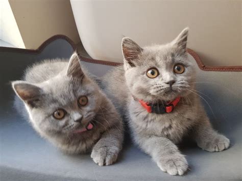 British Shorthair Cats For Sale Ann Arbor Mi 293836
