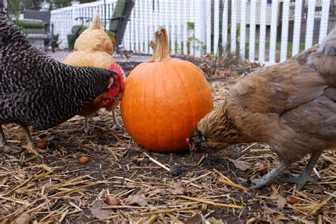 Video Of Chickens Carving Out Pumpkin Is A Halloween Masterpiece