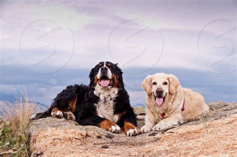 Bernese Mountain Dog And Golden Retriever Posing On The Top Of The
