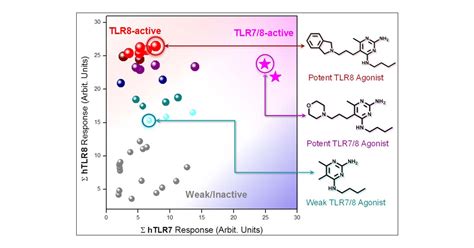 Identification Of High Potency Human Tlr8 And Dual Tlr7tlr8 Agonists