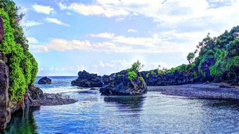 Tropical Forest Palm Trees Hawaii Beach 4k Maui Isle Of Maui