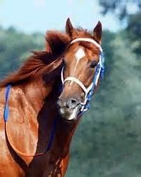 An old man has three sons: Secretariat - the movie, the horse, One Mind and other ...