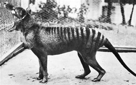 Secrets from beyond extinction: the Tasmanian tiger - Museums Victoria