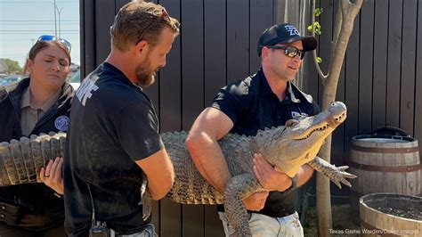 alligator stolen 20 years ago rescued and returned to texas home
