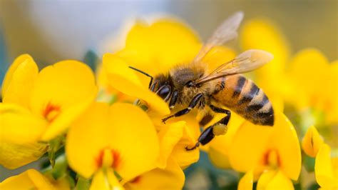 Honey Bee Nsw Bing Wallpaper Download