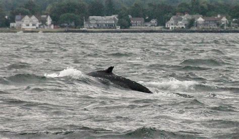 Whales Return To Long Island Sound After Long Hiatus Nbc News