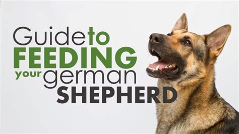 The best dog treats for german. Best Dog Food For German Shepherds: Top 4 Picks (2019)