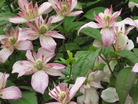 Check spelling or type a new query. 30 Clematis-Montana-Marjorie | Carol | Flickr