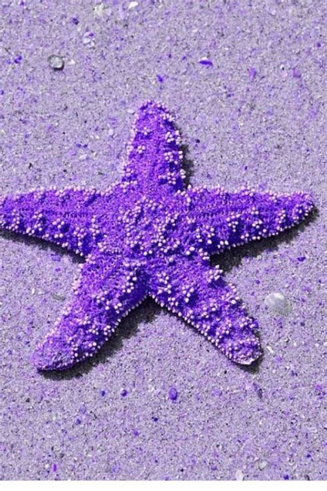 Purple Starfish Purplepassion Purple Fashion Womensfashion Style