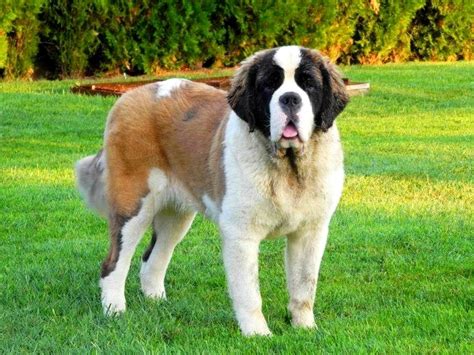 The breeders have taken help of modern breeding techniques and a new crossbreed has been made that makes sure of minimal drooling. Saint Bernard » Photos » Videos » Obessia Kennels