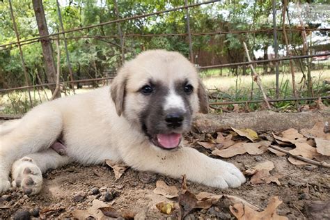 Female 1 Anatolian Shepherd Puppy For Sale Near Dallas Fort Worth