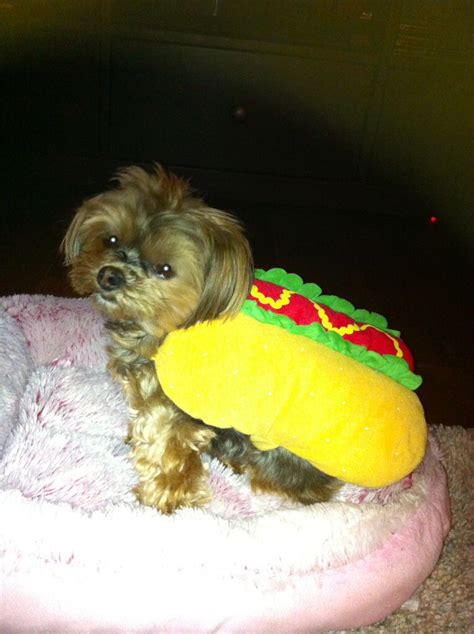 Hawt Dawg Halloween Hotdogs Hot Dogs Pup