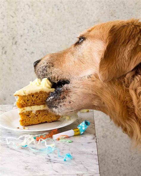 Dog Eating Cake  Davidchirot