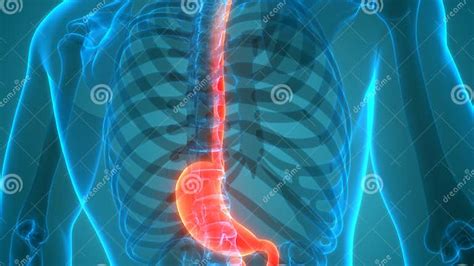 Human Internal Organs Digestive System Stomach Anatomy Stock