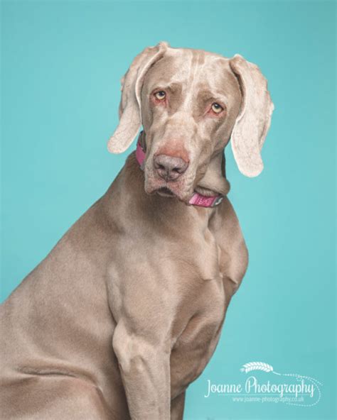 Weimaraner Dog Horse Photographer And Pet Photographer Based In