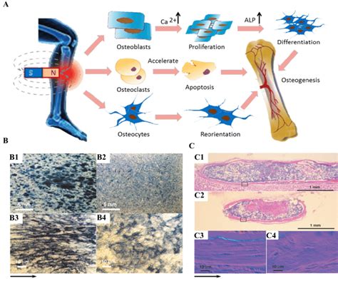 A Schematic Of Static Magnetic Field Promote Osteogenesis B