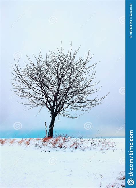Vertical Shot Of A Lonely Wooden Tree On A Field Covered In White Snow
