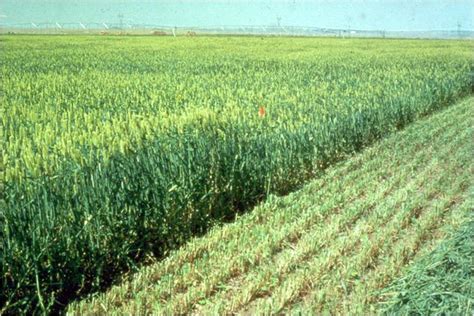 Barley | Department of Plant Sciences | College of ...