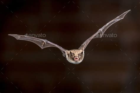 Flying Pond Bat Stock Photo By Creativenaturenl Photodune
