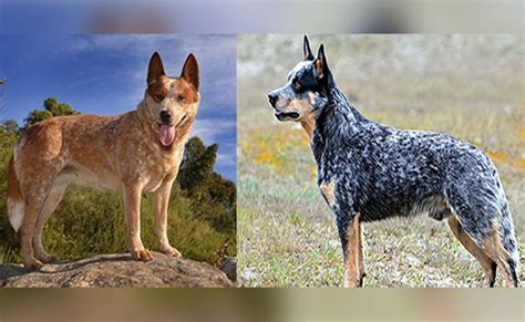Blue Heeler Complete Australian Cattle Dog Breed Information Petmoo