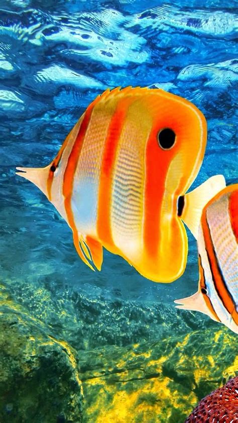 Tropical Fish ~ Dreamy Nature Sea And Ocean Marine Fish Tropical Fish