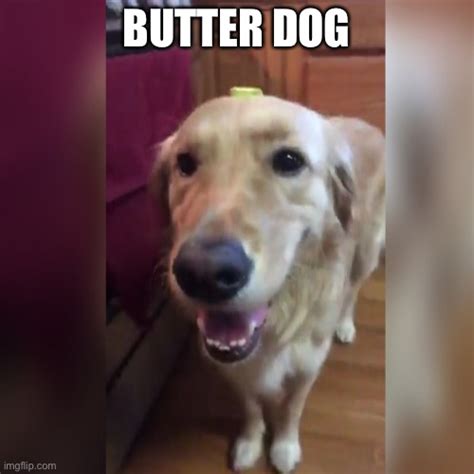 Butter Dog Rokbuddyxander