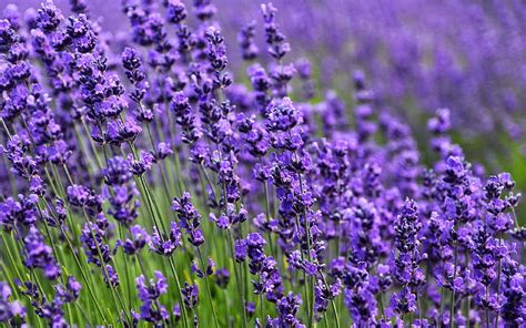 Lavender Flower Purple 2020 High Quality Graphy Hd Wallpaper Peakpx