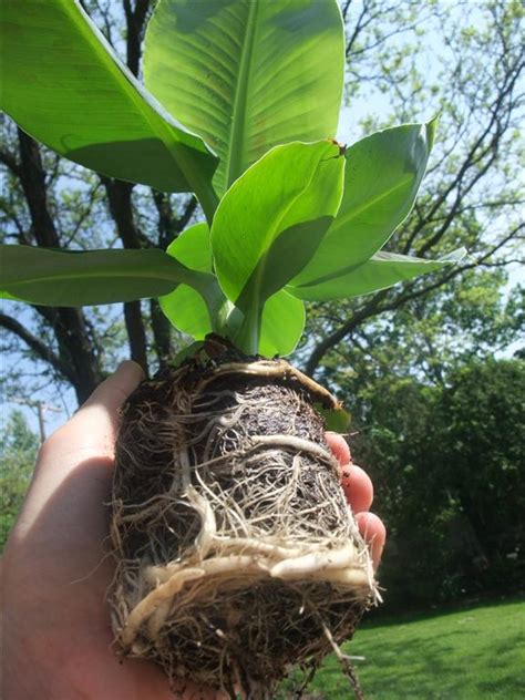 Newly planted corms and roots on the bases of suckers must be thoroughly disinfected prior to planting. Banana Tree