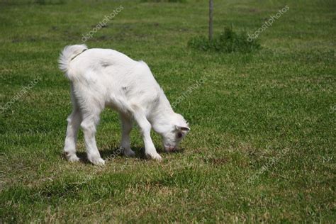 Little Goat Eating Grass Stock Photo By ©olechowski 1736475
