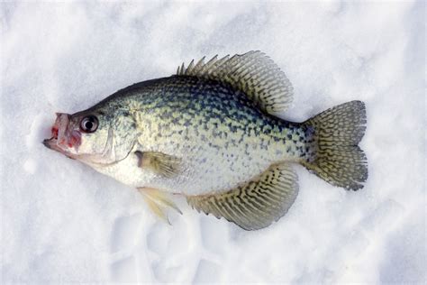 Top 7 Ice Fishing Lures And Jigs For Crappie