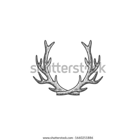 Illustration Drawing Deer Antlers White Background Stock Vector