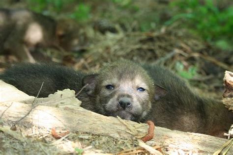 Uh Oh Wolf Pup Animals Brown Bear