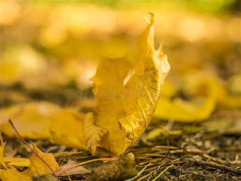 Autumn Leaves On The Sun And Blurred Trees Beautiful Autumn Background