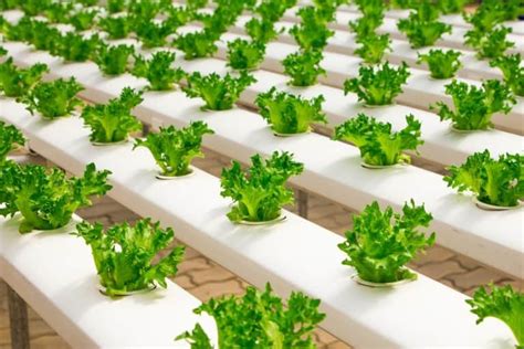 The Ultimate Beginners Guide To Hydroponic Gardening Gardening Tips