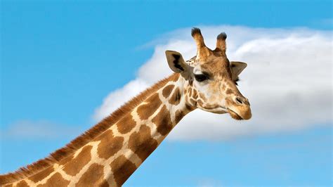 Giraffe San Diego Zoo Animals And Plants