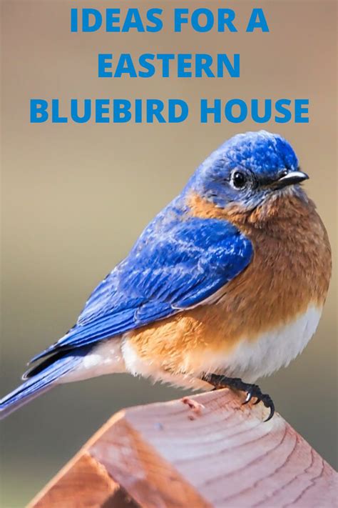 Eastern Bluebird Houses In 2020 Bluebird House Eastern Bluebird