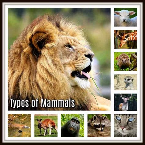 Top 65 What Is The Difference Between Mammals And Other Animals