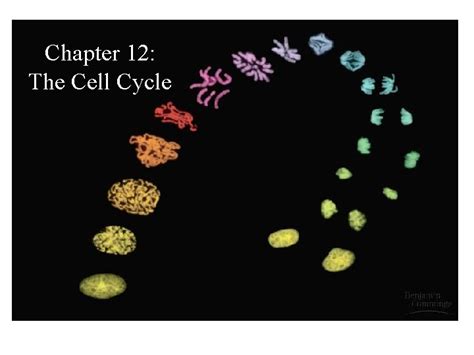 Chapter 12 The Cell Cycle The Cell Cycle