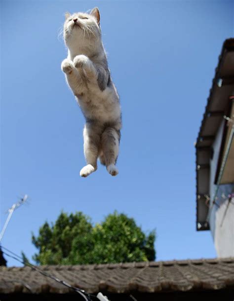 53 Superbes Photos De Chats Qui Sautent Jumping Cats 21 52 Magnifiques