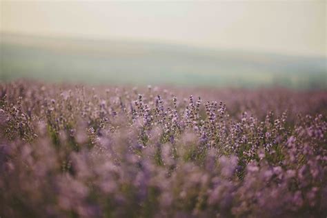 Free Images Bloom Blooming Lavender Blossom Blurred Background