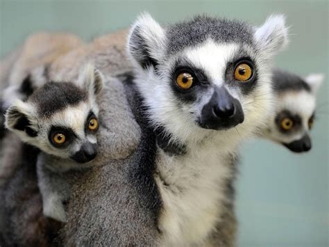 Ring Tailed Lemurs Engage In ‘stink Flirting To Attract Mates The