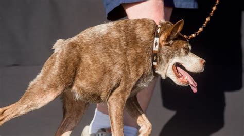 Worlds Ugliest Dog Deformed Mutt Quasi Modo Takes Our First Prize