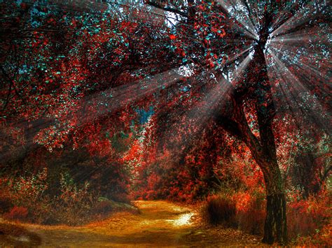 Nature Red Leaves In Autumn Beautiful Scenery Paths Sun Light
