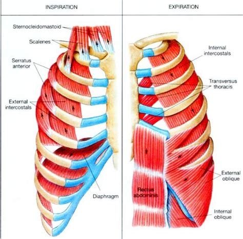 External Intercostal Muscles Action Respiration Pilates Patio