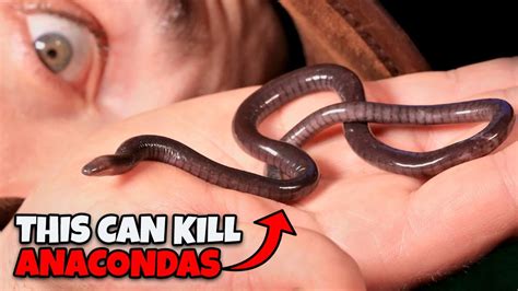 Meet The Worm That Terrifies Anacondas And Lives Underground YouTube