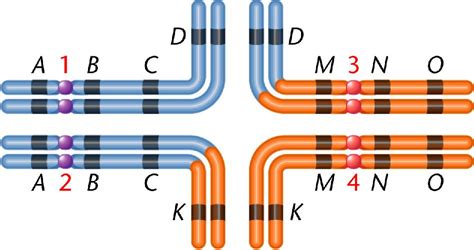 Chapter 8 Chromosome Mutations