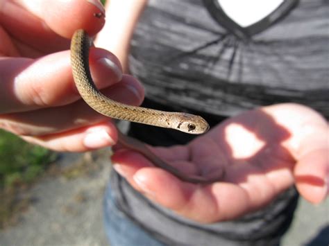 Baby Northern Brown Snake Rherpetology
