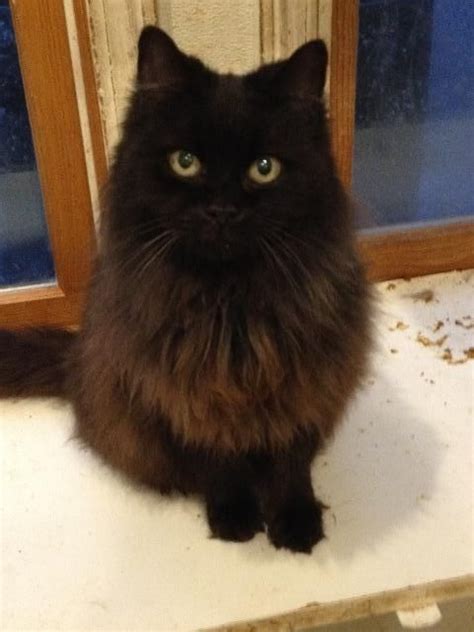 Meet Midnight A Petfinder Adoptable Domestic Long Hair Black Cat